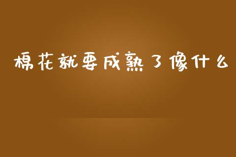 棉花就要成熟了像什么_https://www.kuaijiepai.net_期货资讯_第1张