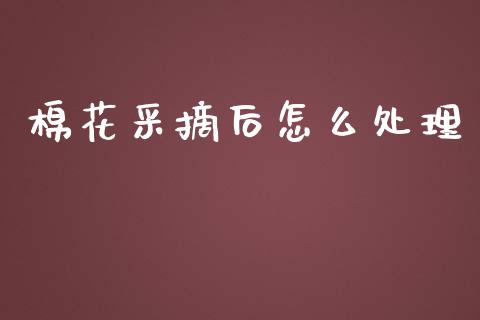 棉花采摘后怎么处理_https://www.kuaijiepai.net_期货资讯_第1张